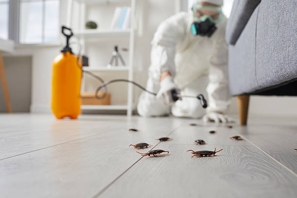 Commercial Rodent Management in Yorkville